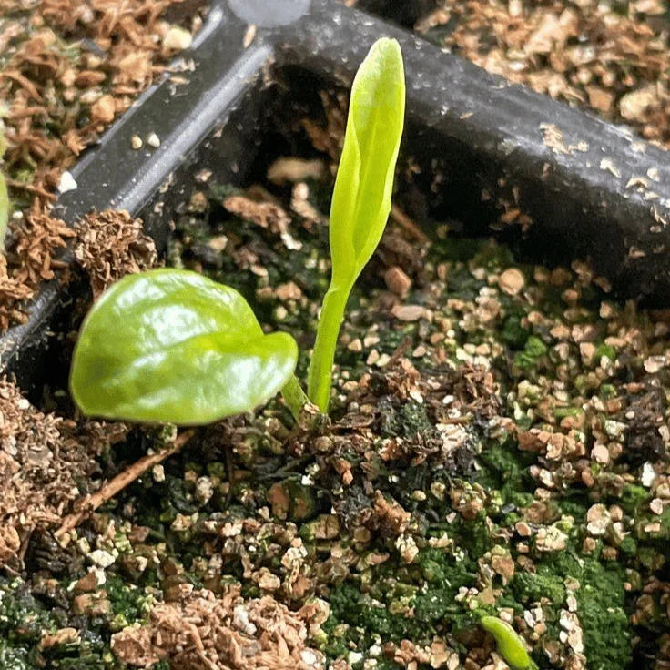 How do you breed? 🌱